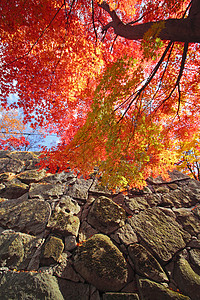 彩色叶子黄色植物森林观光树叶季节性木头历史旅游图片