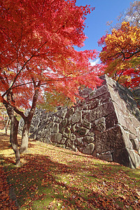 彩色叶子观光旅游树叶植物黄色森林历史木头季节性图片