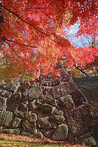 彩色叶子历史旅游观光树叶季节性黄色木头森林植物图片