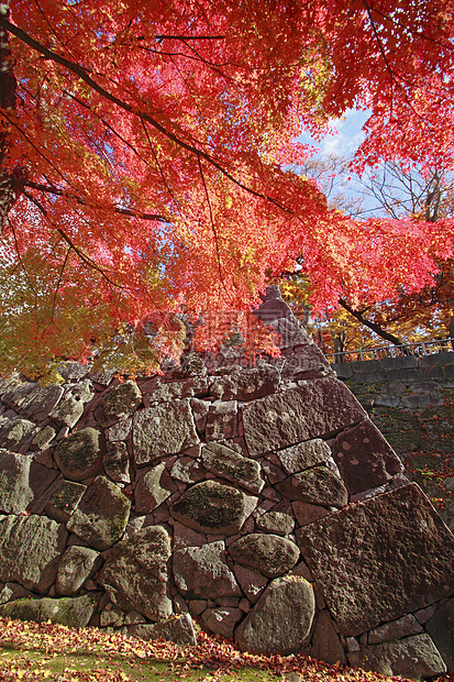 彩色叶子历史旅游观光树叶季节性黄色木头森林植物图片