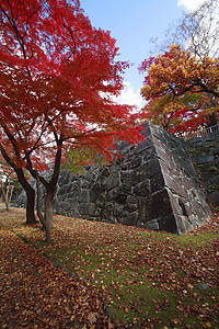 彩色叶子木头森林季节性历史树叶旅游黄色植物观光图片