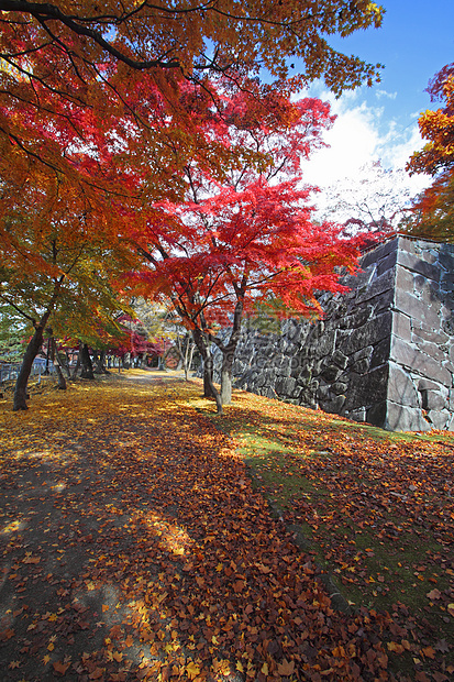 彩色叶子历史森林植物黄色观光季节性木头树叶旅游图片