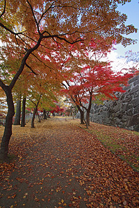 彩色叶子旅游历史季节性森林观光木头树叶黄色植物图片