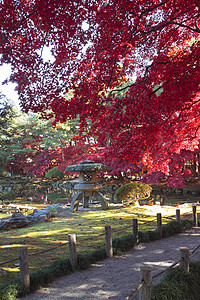 彩色叶子树叶橙子植物红色季节图片