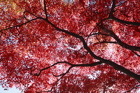 彩色叶子橙子树叶植物季节红色图片