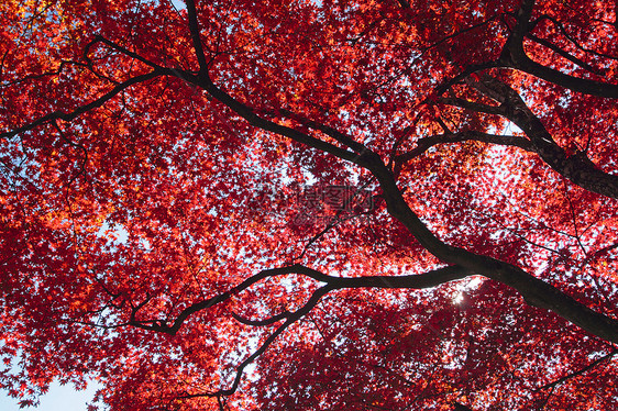 彩色叶子季节橙子植物树叶红色图片