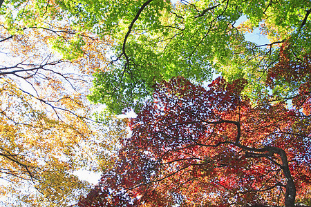 彩色叶子橙子红色季节树叶植物图片