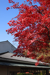 彩色叶子植物红色树叶橙子季节图片