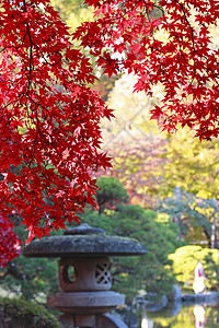 彩色叶子红色灯篮石头季节树叶灯塔植物橙子图片