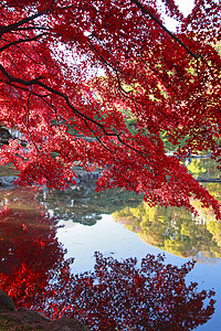 彩色叶子季节花园池塘橙子植物树叶红色图片