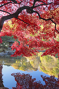 彩色叶子花园植物橙子树叶红色季节池塘图片