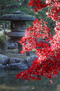 彩色叶子石头灯篮树叶植物橙子红色季节灯塔图片