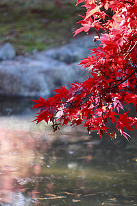 彩色叶子红色树叶植物橙子季节图片