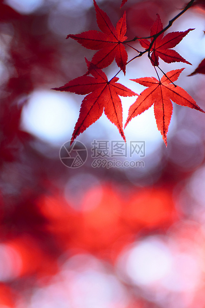 彩色叶子植物季节橙子红色树叶图片