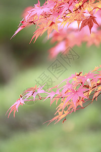 彩色叶子植物橙子红色季节树叶图片