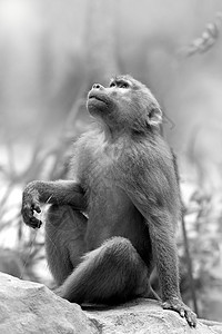 巴布哺乳动物公园动物猿猴灵长类狒狒野生动物毛皮荒野生态图片