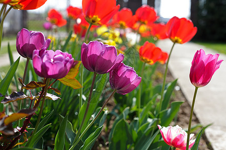 紫色郁金香草地阳光院子魔法绿色花坛家务烟火红色粉色图片