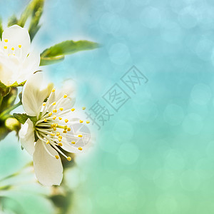 春季bokeh植物学花园树叶植物群植物李子花瓣宏观太阳公园图片