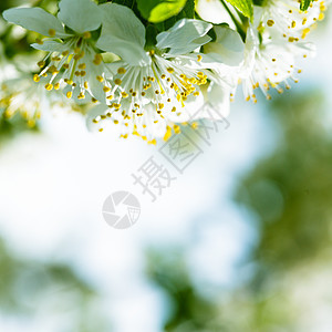 春季bokeh植物群花园太阳公园树叶生长生活花瓣植物学季节图片