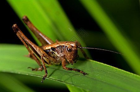 卡蒂迪德昆虫漏洞昆虫学眼睛宏观动物叶子植物野生动物身体图片