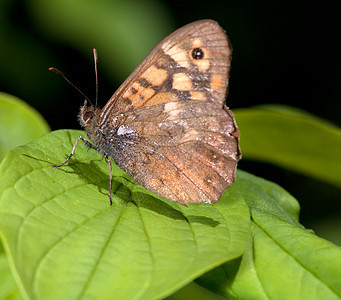 棕色生活宏观动物荒野叶子鳞翅目蝴蝶昆虫季节翅膀图片