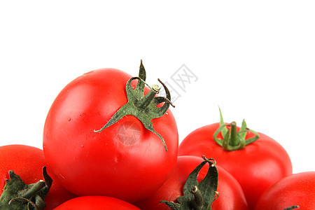 番茄食谱库存照片白色股票生长种子免版税植物相片背景图片