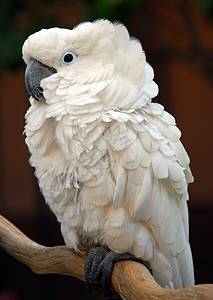白黑莫卢坎鹦鹉鸟异国野生动物宠物羽毛热带眼睛情调鹦鹉动物翅膀背景图片