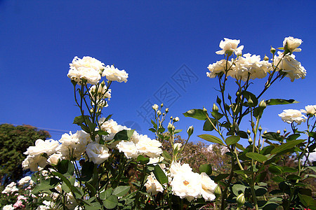 白玫瑰 Alba 对着蓝天公园植物绿色衬套水平花园蓝色花瓣场地天空图片