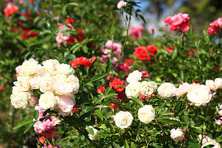 花园里的玫瑰花植物群花瓣园艺花束公园庆典艺术衬套树叶植物图片