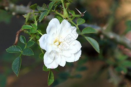 花园里的玫瑰花植物绿色天空花瓣场地玫瑰植物学水平蓝色公园图片