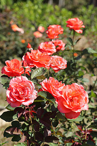 美丽的红玫瑰树丛美丽叶子植物花园花瓣衬套阳光玫瑰太阳生长图片