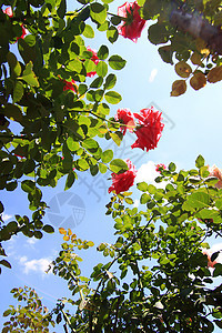 花园里的玫瑰花玫瑰美丽花瓣衬套园艺植物学叶子太阳阳光生长图片