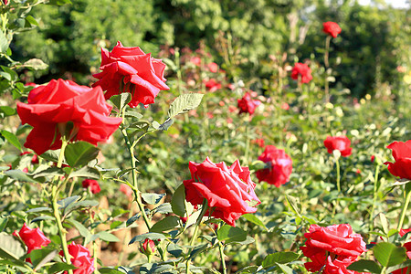 花园里的玫瑰花植物美丽花瓣玫瑰太阳衬套园艺植物学阳光叶子背景图片