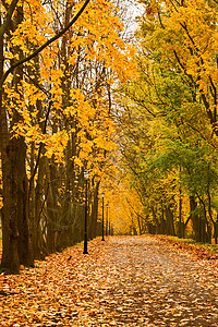 秋季颜色车道森林风景叶子植物公园橙子黄色红色金子图片