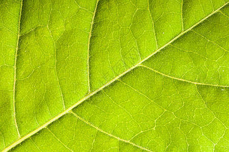 绿叶特写静脉宏观植物绿色叶子背景图片