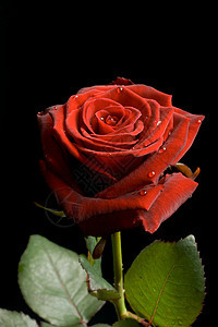 红玫瑰 黑色背面有水滴叶子植物宏观玫瑰红色花朵花瓣背景图片