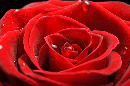 红玫瑰关上叶子植物花瓣玫瑰宏观红色花朵图片