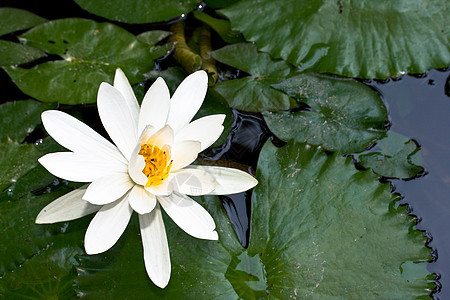 池塘中的水百合白色绿色花朵花瓣叶子植物图片