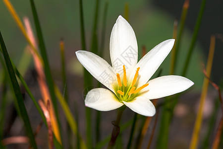 白热带花花白色花朵假期柔软度植物热带花瓣宏观图片