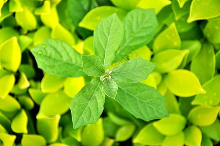 坚持在阳光下植物晴天植物群射线天空森林生长树木棕榈太阳图片