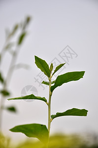 坚持在阳光下环境植物群热带叶子生长宏观树木天空射线季节图片