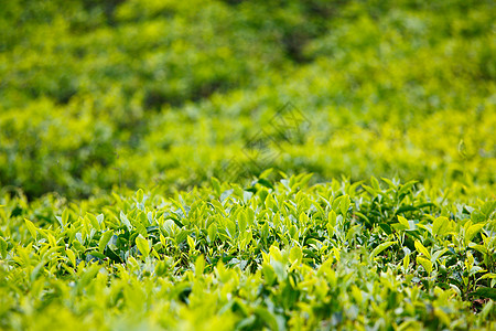 茶芽和叶子树叶种植园背景活力选择性焦点特写绿色宏观图片