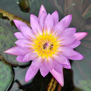 莲花蜜蜂花园百合绿色粉色池塘荷花植物学黄色植物群图片