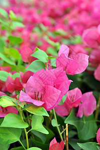 鲜花植物群宏观公园园艺场地美丽植物学晴天叶子花瓣图片