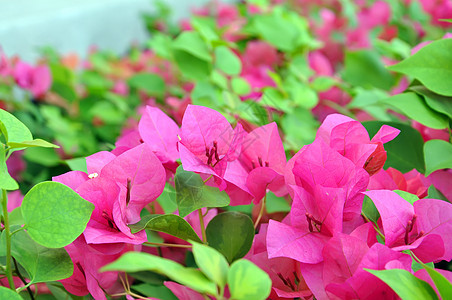 鲜花植物学场景晴天美丽叶子场地草地花园园艺植物图片