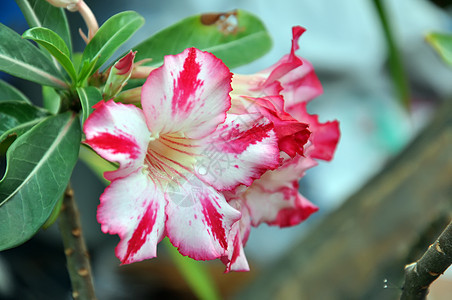 沙漠玫瑰花花热带小屋忧郁花束玫瑰沙漠植物学爱好叶子花园图片