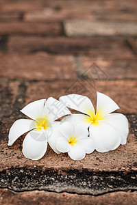 弗朗吉帕尼花花白色热带情调投标鸡蛋花花瓣温泉团体异国旅行图片