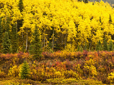 在加拿大育空地区金黄黄的北方森林荒野日光自由黄色异国领土绿色生长情调育空图片