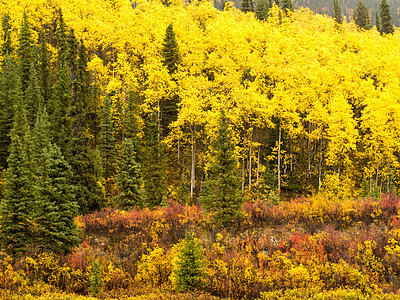 在加拿大育空地区金黄黄的北方森林日光异国生长绿色地区丘陵黄色领土原始森林自由图片
