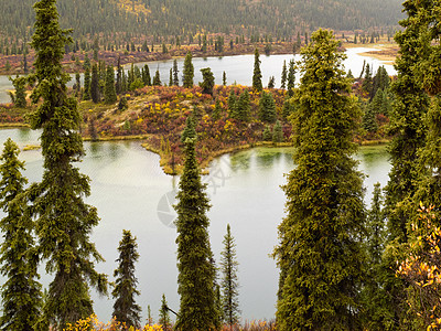加拿大育空T 育空地区荒野湖的秋雨生长情调丘陵领土针叶林日光森林异国下雨自由图片